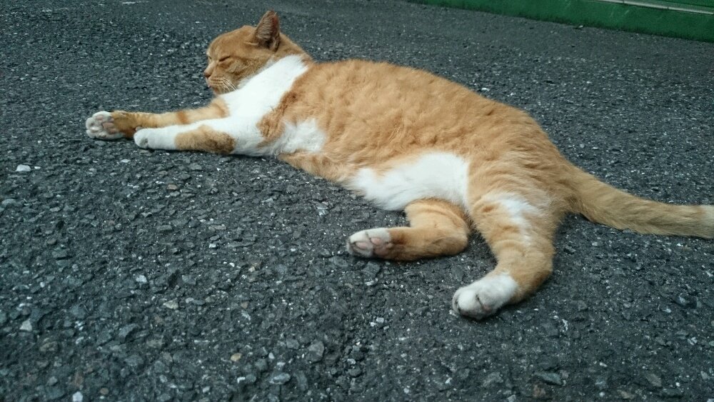 ccccc173's profile picture. 音楽とプロレスと漫画と野球と動物と愚痴