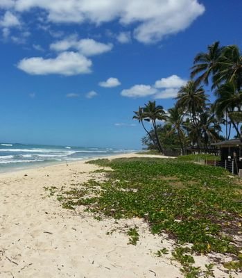 imjapanesey's profile picture. 