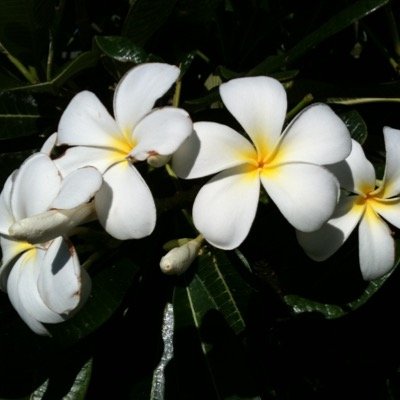 Allie8591's profile picture. 