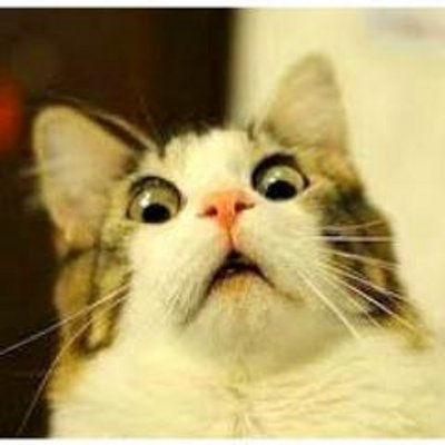 笑っちゃうニャンコ動画大全集 Warau Nyanko Twitter