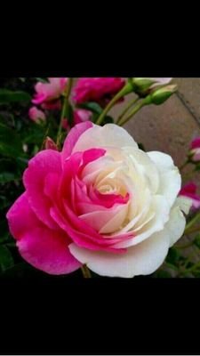 ‏.~ الحمد لله وكفى ~.