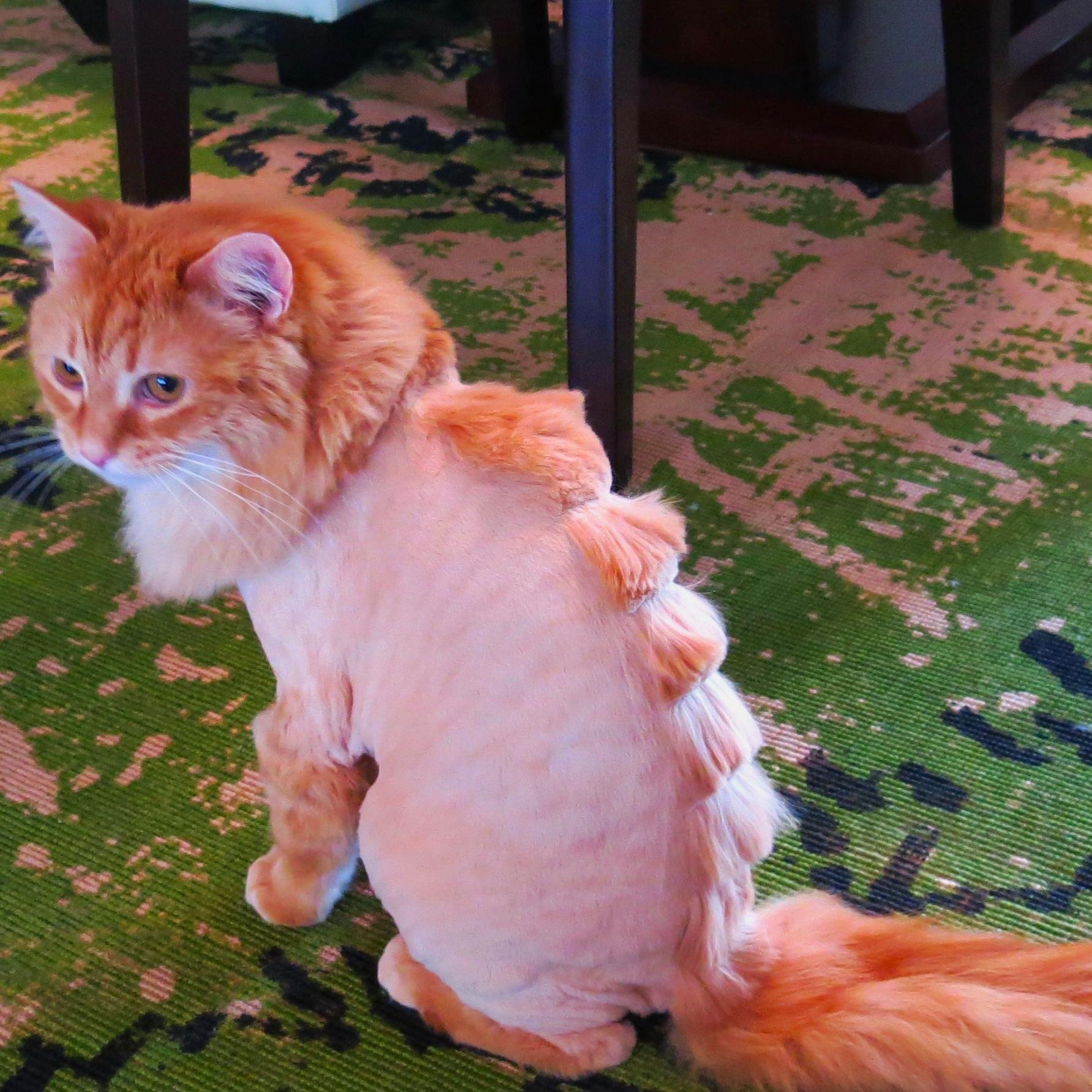 Butter colored Vegas princess. Fabulous stegosaurus cat. Carry me.