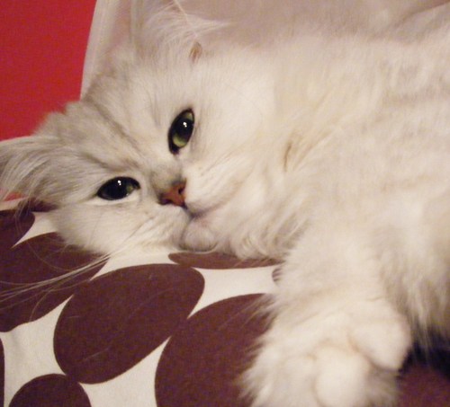 ネコ🐱と🕰️が好きです