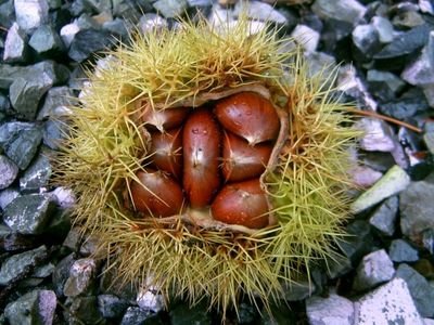 kkadori's profile picture. 찢빠 사절! 찢주당 해체!