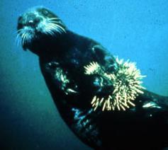 Roxsander's profile picture. Dixie Chicken