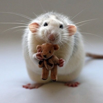 norvegtherat's profile picture. I'm a rat, but I'm probably smarter than you.