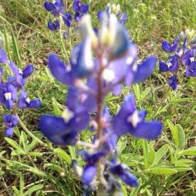 love the ladies/ females, Texas, music