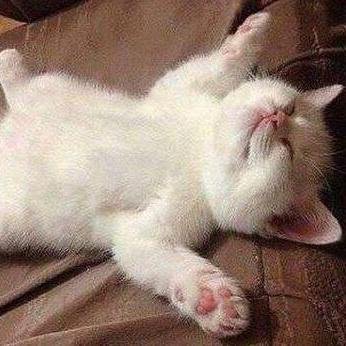 okko21013180's profile picture. We love kittens