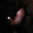 Lioli7k's profile image