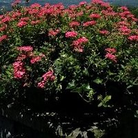 consuelo Valdez (@lupmar40) 's Twitter Profile