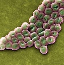 gabriellavecio's profile picture. Italy Turin