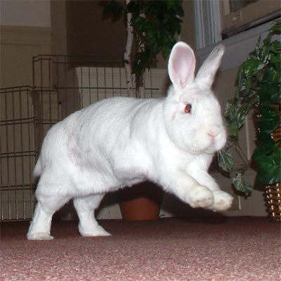 For House Rabbits & their human slaves. Diet, litter training, house proofing, cool DIY habitats, galleries, rabbitcams & a store with lots of rabbit favorites!
