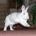 BinkyBunny.com (@BinkyBunny) Twitter profile photo BinkyBunny.com (@BinkyBunny) Twitter profile photo