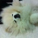 PBA (@0221602) Twitter