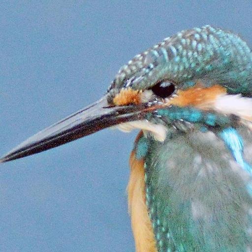 kingfishertype9's profile picture. 海外ニュース、語学、音楽 、   Photo  Picマイコン始めました 　英語ブログ開設で悪戦苦闘中。