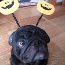 真奈 (@0808pug) Twitter