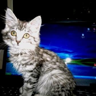 javis20071's profile picture. 