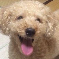 いっぺいママ (@akashio3288) 's Twitter Profile