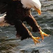 Fhstalon's profile picture. Although this is no longer the Official Twitter Page of Freedom High School’s (Woodbridge) online newspaper, I’m still committed & tweets are my own. ✌🏾🦅💪🏽