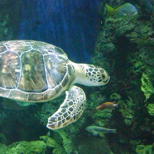 oceanturtle7's profile picture. 