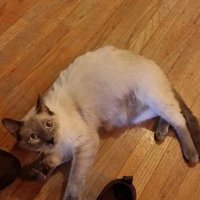 MissYou (@neenerkat) 's Twitter Profile Photo MissYou (@neenerkat) 's Twitter Profile Photo