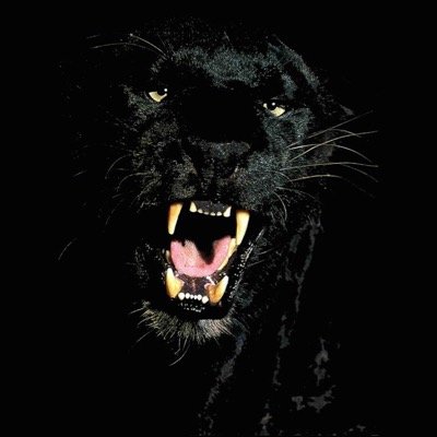 alleyesonusSMS's profile picture. All Eyes On Us = The 2015 yearbook theme! 
We are the stars of the show here at SMS and this yearbook will highlight our memories as we make them!