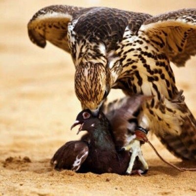 bagmias1's profile picture. 