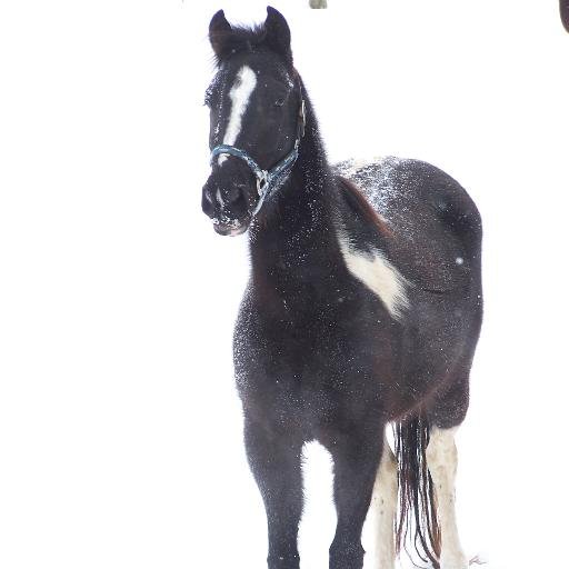 vmlty77's profile picture. Single. Has one son that is the best thing in my life. Love Horses and Dogs. Like to garden.