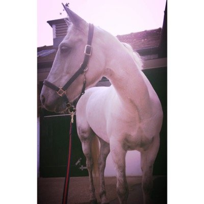 mickey; my beautiful connemara loan gee gee ❤️ all equine accounts followed ✌️