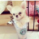 catherine an nguyen - @badluckcat365 - Twitter