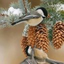 Jan Creech - @creech90 - Twitter