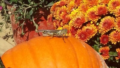 cynisee's profile picture. 