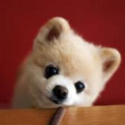 ちょっと笑える可愛いワン子たちの画像をあつめたよ♥
癒されたらＲＴ(_ _)よろしくお願いします♥