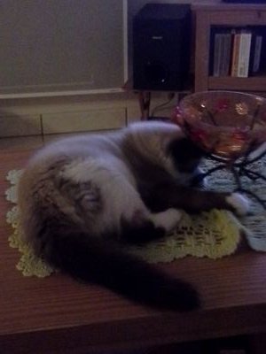 2000_o4's profile picture. J'ai était en couple pendant 8 ans et j'habite à Ploudaniel. Mon surnom ses dada depuis la petite section jusqu'à CM2 et avatar en 6e