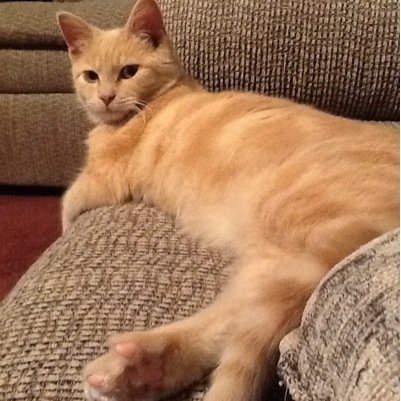 lamb_cmlamb's profile picture. 