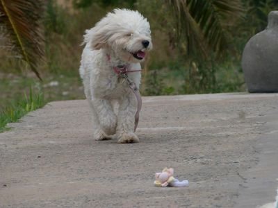 DiegomezLp's profile picture. Cayo el muro de berlin !!!!!!!!