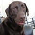 SamuelLBronkowitz (@bighomer1) Twitter profile photo