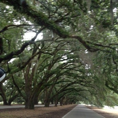 phoenixdesign79's profile picture. Interior designer, artist, cyclist, lover of life.