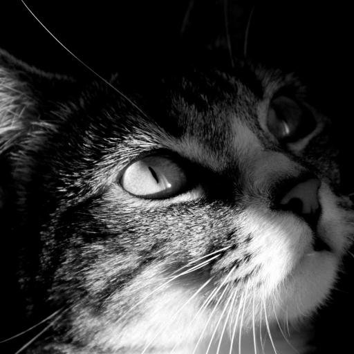 thedressone's profile picture. Blog de #Mode #Beauté #Conseils #Idées #Shopping #Fashion #Beauty #Advices @LB_Amina