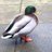 painejan1's profile image