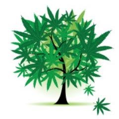Growing marijuana as a business and supplying fragrant marijuana facts to dispensaries.