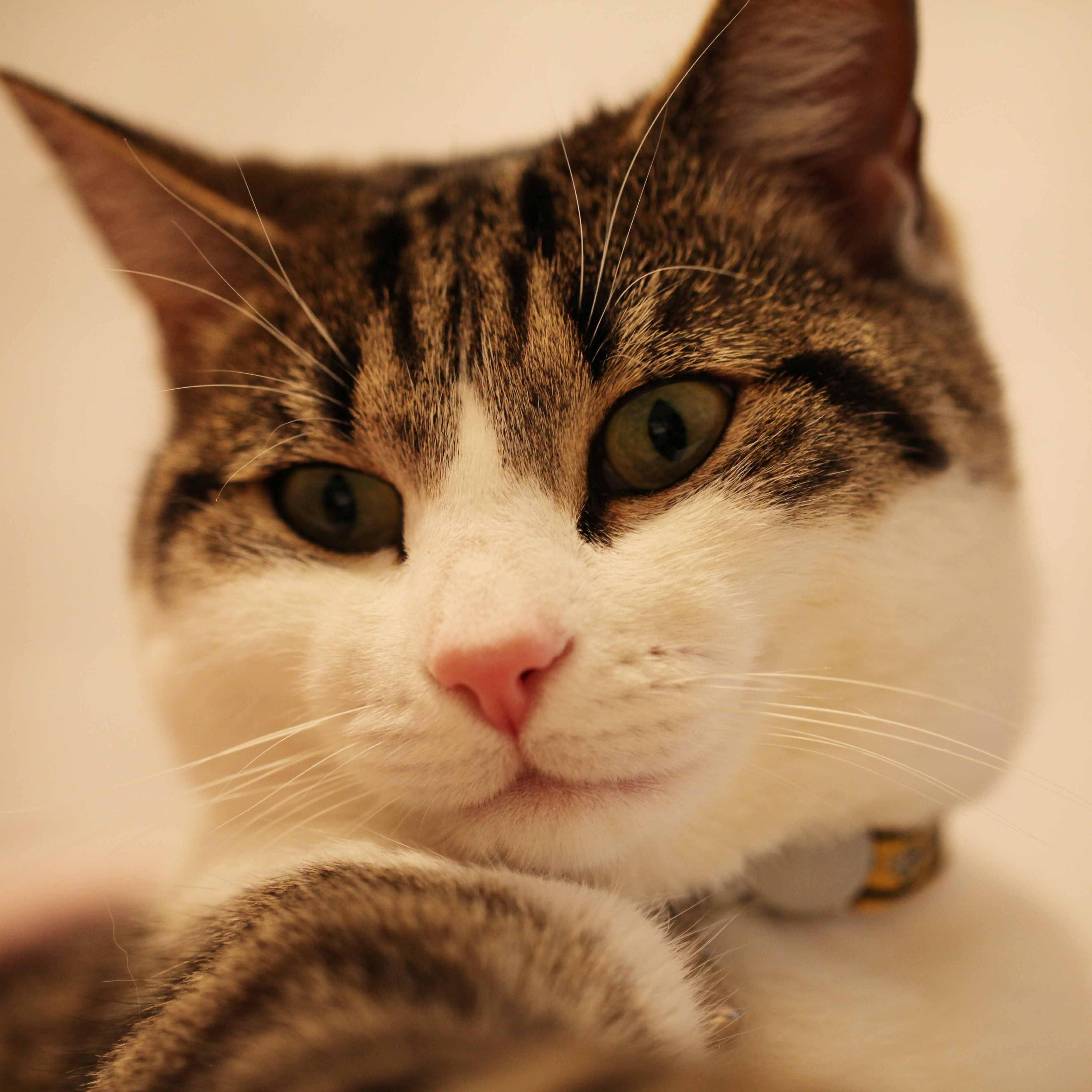 CatsPortal's profile picture. at home by @masterkillercat