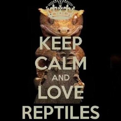 Dogs,cats,fish,plants,reptiles all animals~americal bullies pitbulls and staffys