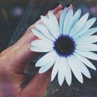 ‏‏( قل هو الله احد ۞ الله الصمد ۞ لم يلد ولم يولد ۞ ولم يكن له كفواً احد ).