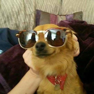 BusterPomchi's profile picture. Hi,I'm Buster and this is my life from head to tail! Enjoy!!! You can also find me on Instagram, Facebook and YouTube!!!