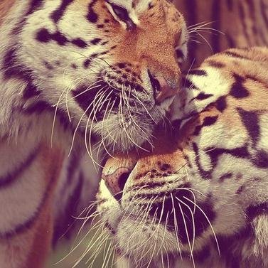 vego_vag's profile picture. жизнерадостный