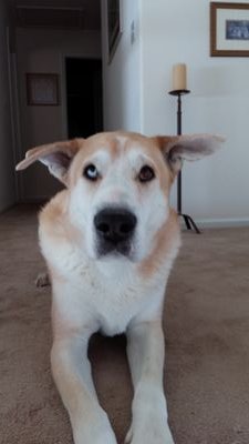Gamer, RC nerd, dog lover, check!