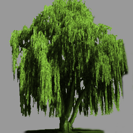 Yonder Willow Profile