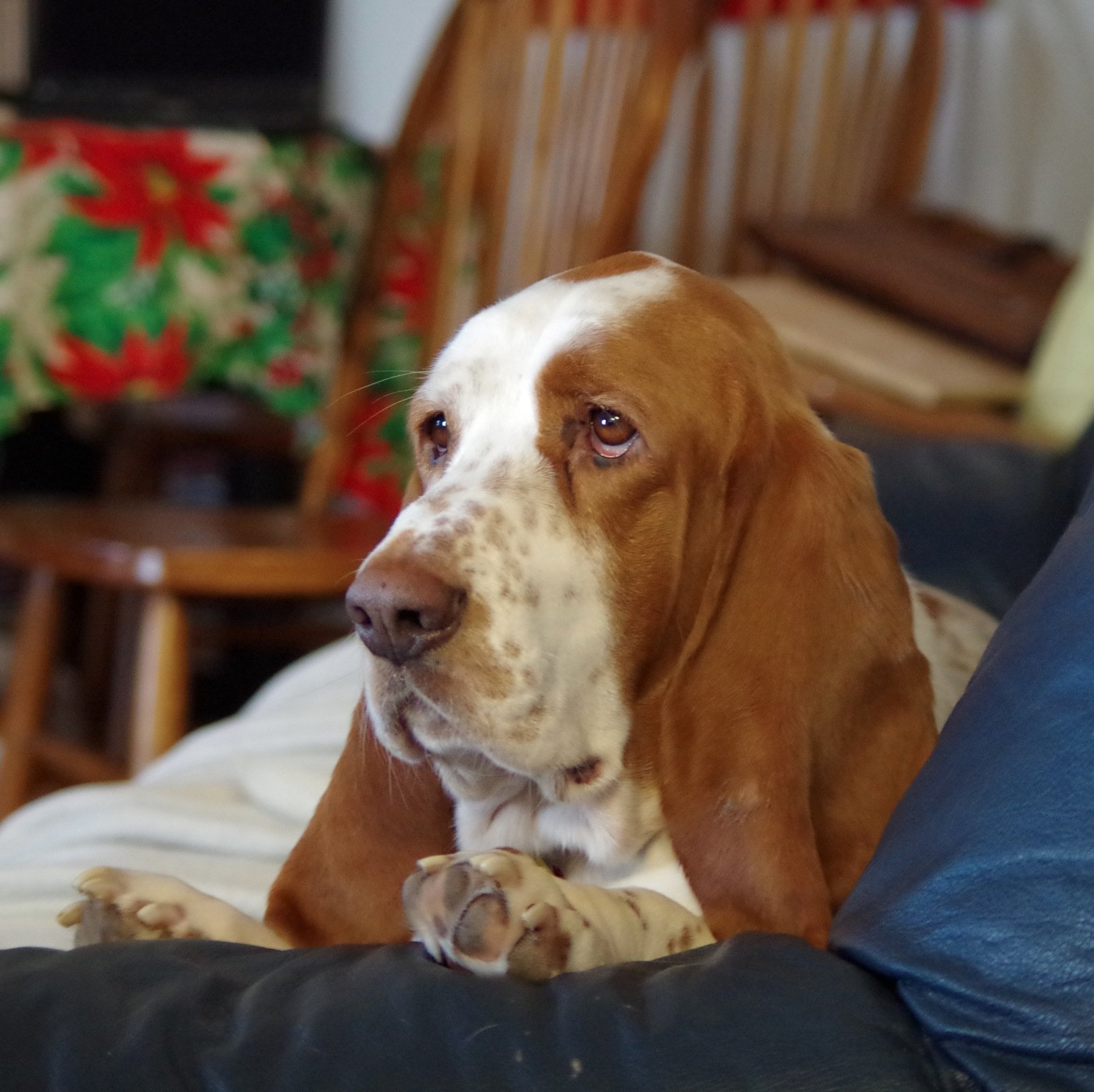 Bo_The_Basset's profile picture. Get Sniffs