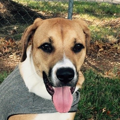 connectwithdogs's profile picture. Just a social media for dogs!